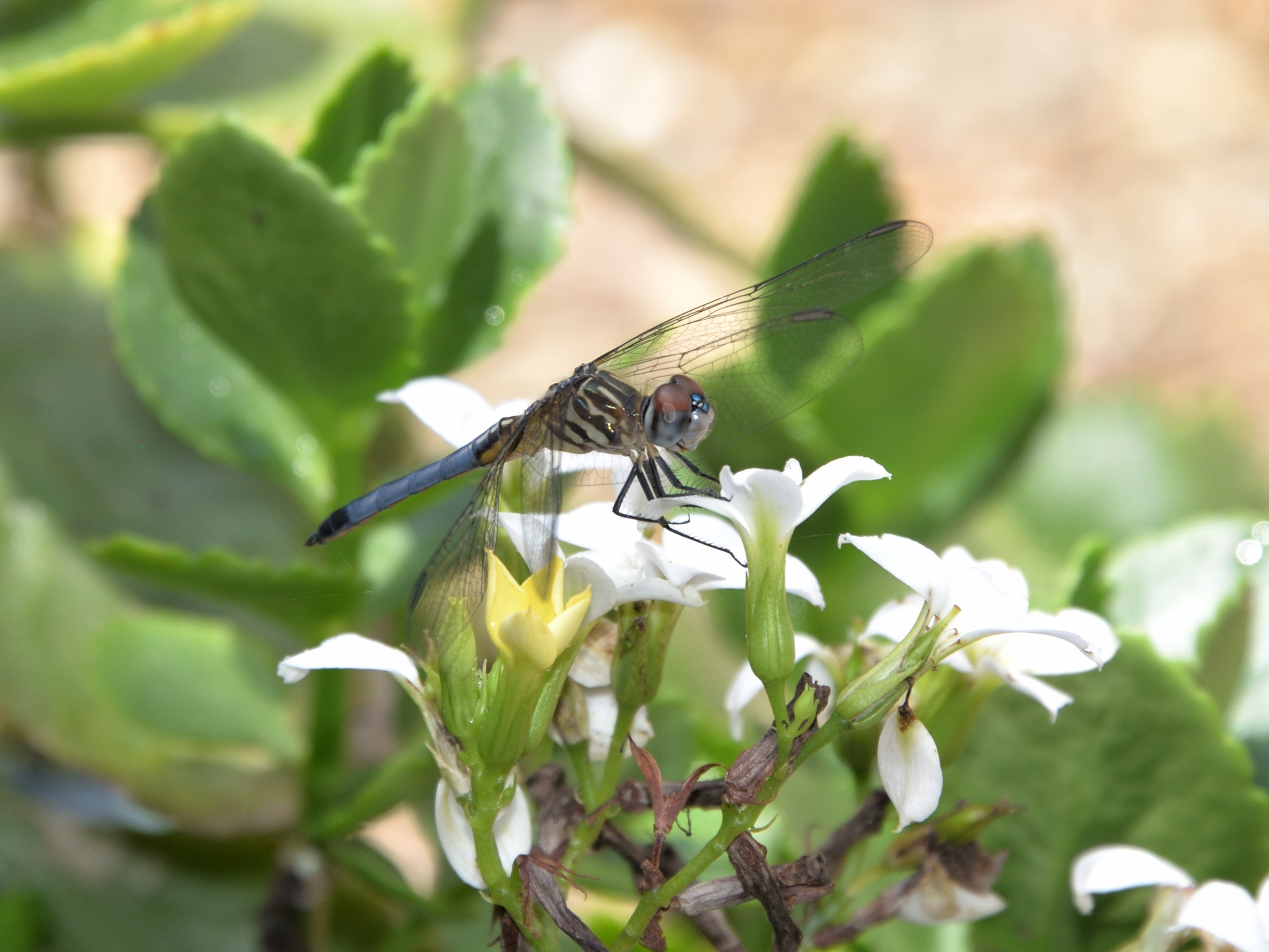 Mosquito Hawk (Dragon Fly)